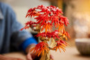 LEGO Japanese Red Maple Bonsai Tree