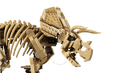 LEGO Dinosaur Fossils: Triceratops