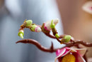 LEGO Magnolia Branches