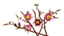 LEGO Magnolia Branches